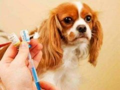 ”默沙东全球高级副总裁、默沙东中国总裁田安