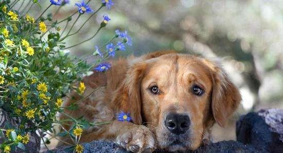 某市一户人家养了一只小型犬