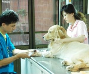 “如果这个人物不是用重庆话演的话