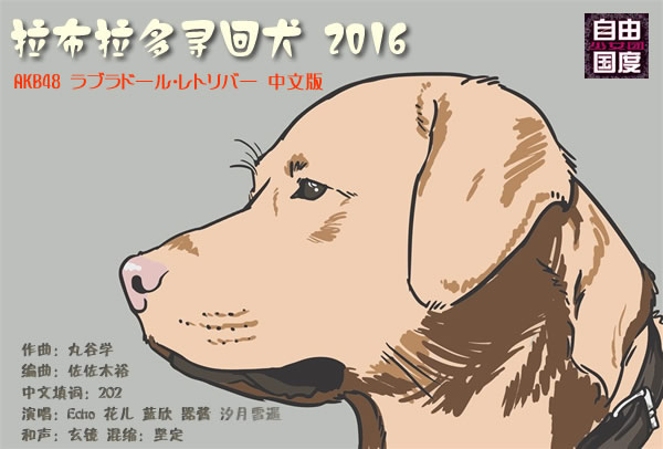头与头骨：拉布拉多犬的线条明显的宽头骨