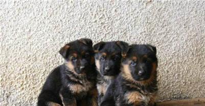 重点管理区实行“一户一犬”
