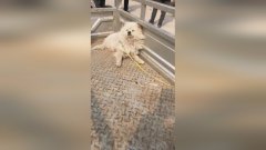 近日在黑龙江黑河