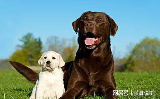 力求让每只幼犬都阳光、自信、适合陪伴